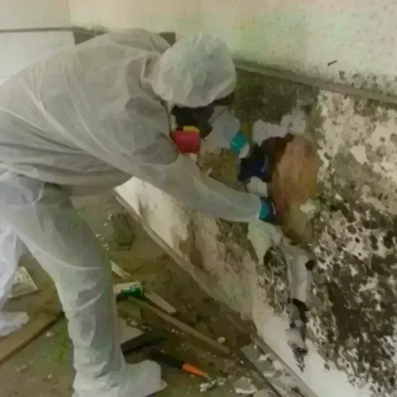 Mold Remediation and Removal in Hallsville, TX